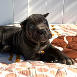 Red collar Male - Gray male Cane Corso puppy in St. Augustine, Florida from RG2 Cane Corsos
