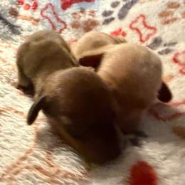 Boy 2 - Chocolate male Dachshund puppy in Cherokee, Oklahoma from Special “K” Dachshunds