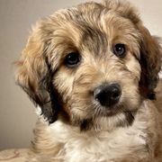 Snickerdoodle - Sable Bordoodle puppy in Lake Benton, Minnesota from Breezy Ridge Bordoodles