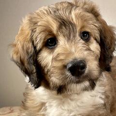 Snickerdoodle - Sable Bordoodle puppy in Lake Benton, Minnesota from Breezy Ridge Bordoodles