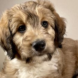 Snickerdoodle - Sable Bordoodle puppy in Lake Benton, Minnesota from Breezy Ridge Bordoodles