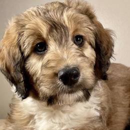 Snickerdoodle - Sable Bordoodle puppy in Lake Benton, Minnesota from Breezy Ridge Bordoodles