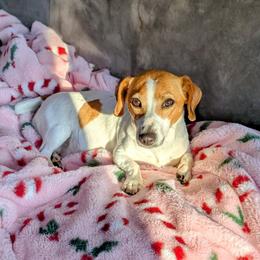 Dawnie - Russell Terrier