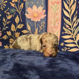 Mousse - Dapple male Dachshund puppy in Windom, Minnesota from Aster Creek Dachshunds & Australian Shepherds