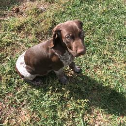 Green - Liver and white male German Shorthaired Pointer puppy in Aberdeen, Idaho from Idaho GSP
