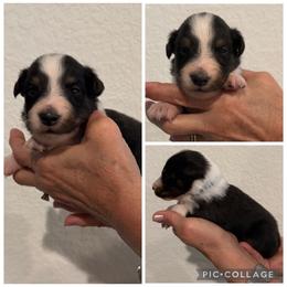 Blue - Black white and tan male Shetland Sheepdog puppy in Katy, Texas from Sherock’s Shelties
