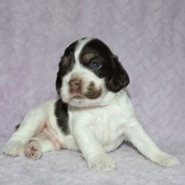 Mark - Brown white and tan male Cocker Spaniel puppy in Rebuck, Pennsylvania from Sweet Pups
