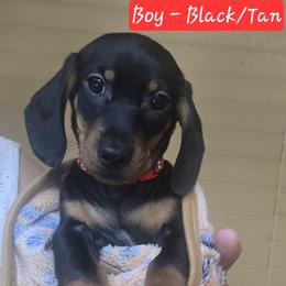 Red - Black and tan male Dachshund puppy in Moreno Valley, California from Rose Valley Doxies