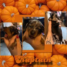 Kaptain - Dapple male Dachshund puppy in Brazil, Indiana from King Duke Dachshunds