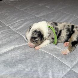 Green - Blue merle female Australian Shepherd puppy in Carson City, Nevada from Miska’s Australian Shepherds