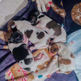 Shihpoo puppies from Boutique Doodles