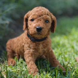 Black Collar 2 - Red  male Goldendoodle puppy in Covington, Louisiana from MyKy Puppies