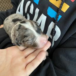 Aussiedoodle and Australian Shepherd Puppies from Annie's Aussies