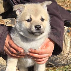Female 3 - Wheaten female Norwegian Buhund puppy in Milford, Michigan from Zodiac Ranch