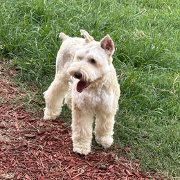 Georgieo - Miniature Schnauzer