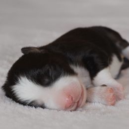 Miniature Australian Shepherd Puppies from Bellewynd Acres