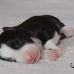 Miniature Australian Shepherd Puppies from Bellewynd Acres