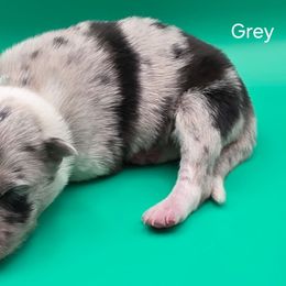Grey - Blue merle male Border Collie puppy in Itasca, Texas from KMA Ranch