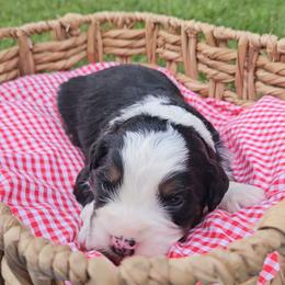Coast - Tri-color male Bernedoodle puppy in Russell Springs, Kentucky from 270 Doodles