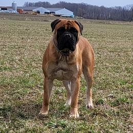 Bullmastiff Puppies from Watchman Kennels