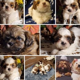 Pandi - Shih Tzu