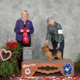 Norfolk Terrier and Norwich Terrier All Grown Up from Infinity Kennels