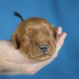 Stetson - Red male Cavapoo puppy in Murray, Utah from Good Looking Dogs