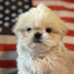 Shih Tzus from Fields' Precious Pups
