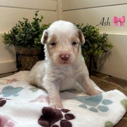 Ash - Red merle female Australian Shepherd puppy in Murrayville, Georgia from Mountain Ridge Aussies