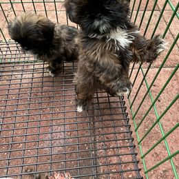 Girl 2crumpet - Red and tan female Shih Tzu puppy in St. Helena, California from Sattui little Shih Tzu of Napa Valley