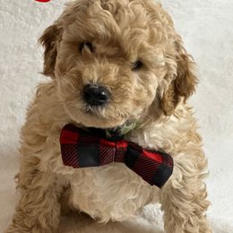 Goldendoodle Puppies from GoldenHearted Doodles