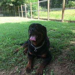 Rottweiler All Grown Up from Vom Haus Tim-Mo Rottweiler Kennel