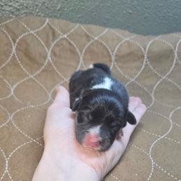 Reese - Black and tan male Pembroke Welsh Corgi puppy in Washington from Castle View Royal Rumps