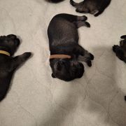Boy 2 - male Standard Schnauzer puppy in Mesquite, Texas from Ausgelassen Standard Schnauzers