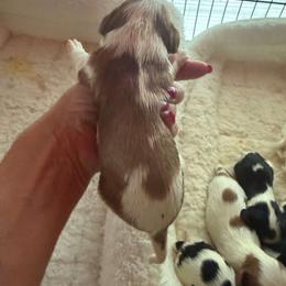 Blenheim female blanketed - Blenheim female Cavalier King Charles Spaniel puppy in Wimberley, Texas from Amazing AKC Puppies