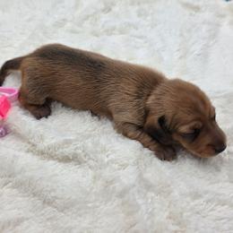 Lori - Sable female Dachshund puppy in Dade City, Florida from Kingpindoxies