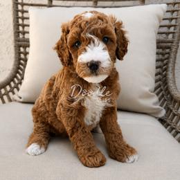 Bear - Red  male Goldendoodle puppy in Gilbert, Arizona from Doodle Bliss