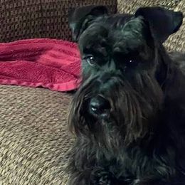 Miniature Schnauzers from Mona's Miniature Schnauzers