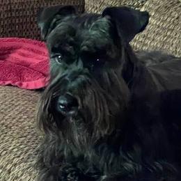 Miniature Schnauzers from Mona's Miniature Schnauzers
