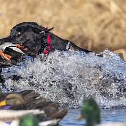Labrador Retrievers from Brad Gross