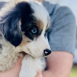 Alfie Solomons - Blue merle Toy Australian Shepherd puppy in Syracuse, Indiana from Klenke Toy Aussies