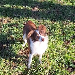 Timber - Miniature Australian Shepherd