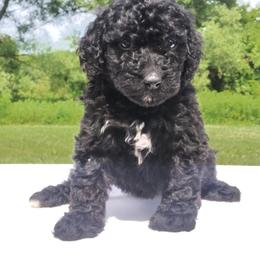 Nova - Black female Labradoodle puppy in Lowville, New York from Adirondack Labradoodles