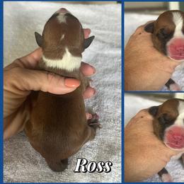 Ross - Red male American Staffordshire Terrier puppy in Marietta, Georgia from Ambition Amstaffs