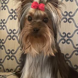Phoebe - Blue and gold female Yorkshire Terrier puppy in Warrenton, Virginia from Caraneal Yorkies