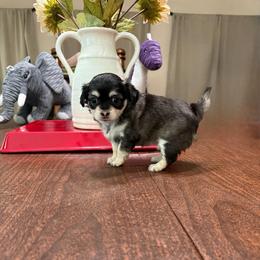 Betsy (Ross) - Black and tan female Chihuahua puppy in Ochlocknee, Georgia from High Cotton Chihuahuas