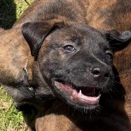 Zuko - Brindle male xDutch Shepherd puppy in Chelsea, Alabama from Alliance K9