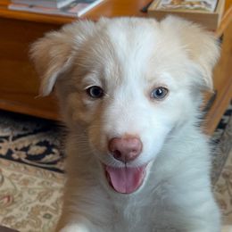 Trophy Wife - Gold female Border Collie puppy in Mt. Jackson, Virginia from Timeless Border Collies