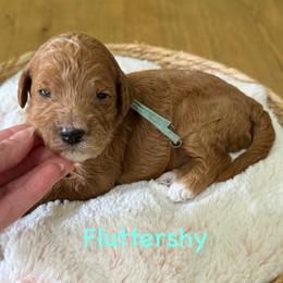 Fluttershy- Teal - Apricot female Goldendoodle puppy in Bay City, Texas from Charming Doods Goldendoodles