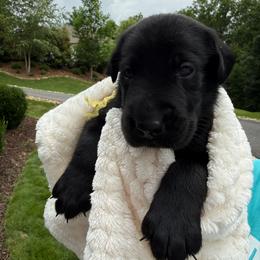 Yellow Collar Black Male - Black male Labrador Retriever puppy in Gainesville, Georgia from Rucker Retrievers